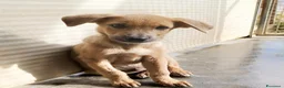 Meticcio cani in regalo: Paride dolce cucciolo in adozione - Annuncio 6