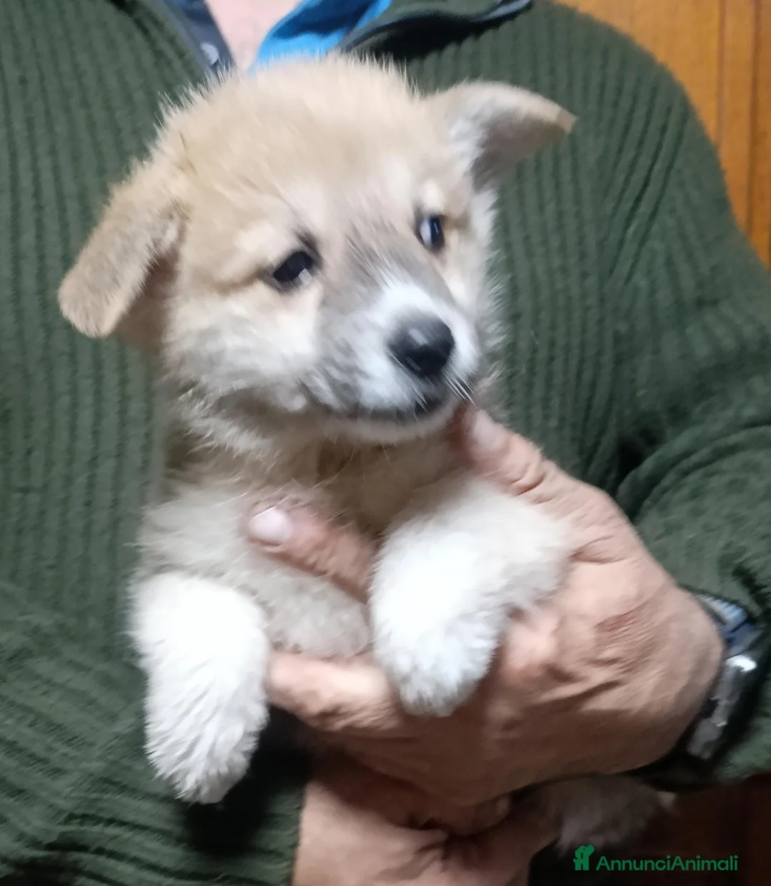 Corgi Pembroke cani in vendita: Welsh Corgi Péembroke a Province of Pavia - Annuncio 5