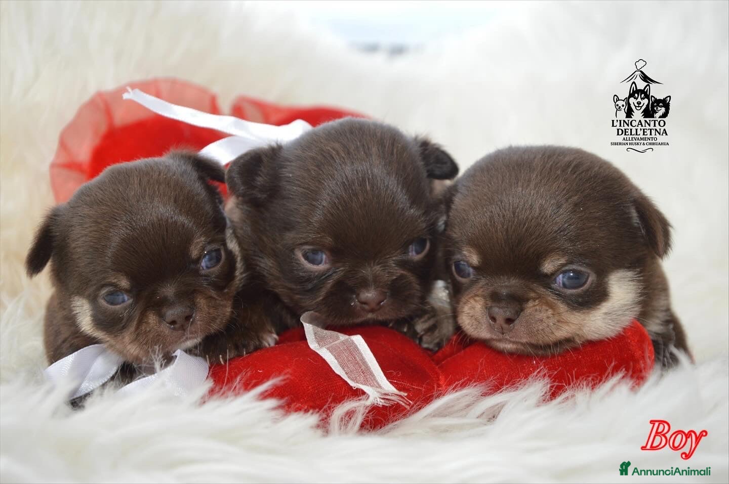 Chihuahua cani Chihuahua linea russa pedigree Enci  - Annuncio 16