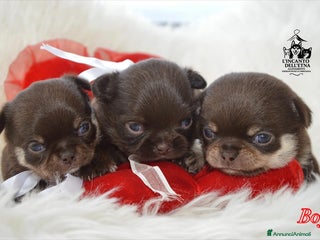 Chihuahua cani Chihuahua linea russa pedigree Enci - Annuncio 9