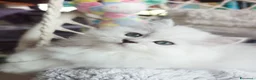 Persiano gatti in vendita: Gatti persiani a Provincia di Padova - Annuncio 7