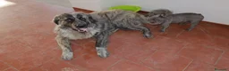 Pastore del Caucaso cani in regalo: In Regalo Pastore del Caucaso 18Mesi a Provincia di Prato - Annuncio 10