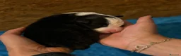 Border Collie cani in vendita: Cuccioli Border Collie da expo a Provincia di Ravenna - Annuncio 4
