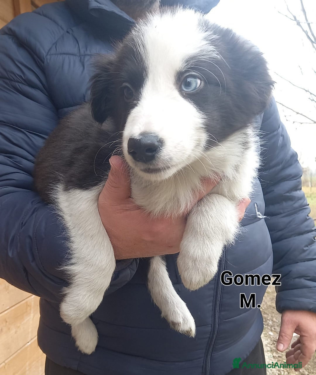 Border Collie cani in vendita: Border Collie  - Annuncio 2