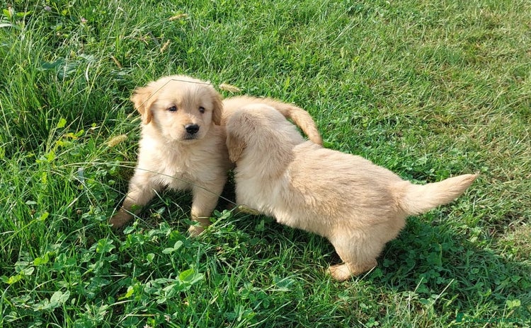 Golden Retriever cani - Annuncio 7