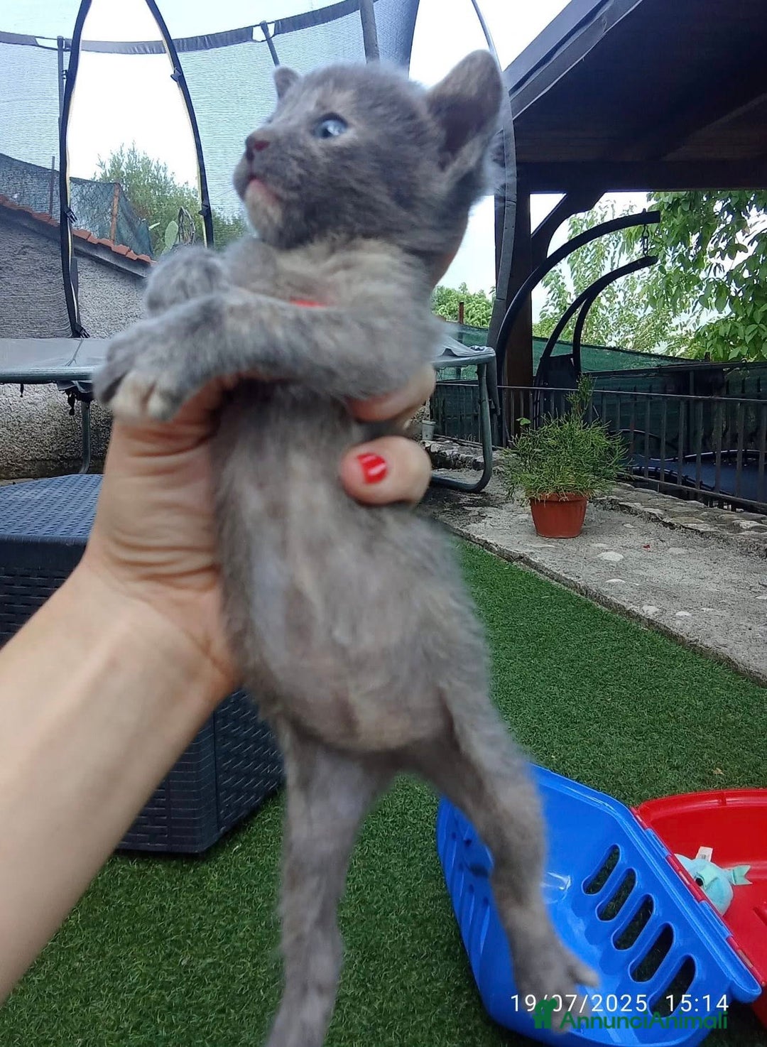 Meticcio gatti in regalo: LA DOLCE TEMPESTA a Città metropolitana di Roma Capitale - Annuncio 1