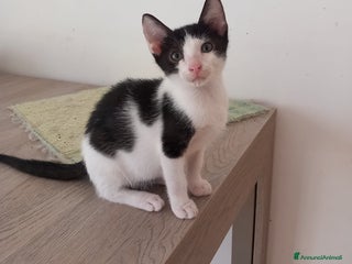 Europeo gatti LUPIN, dolce micino da adottare! - Annuncio 8