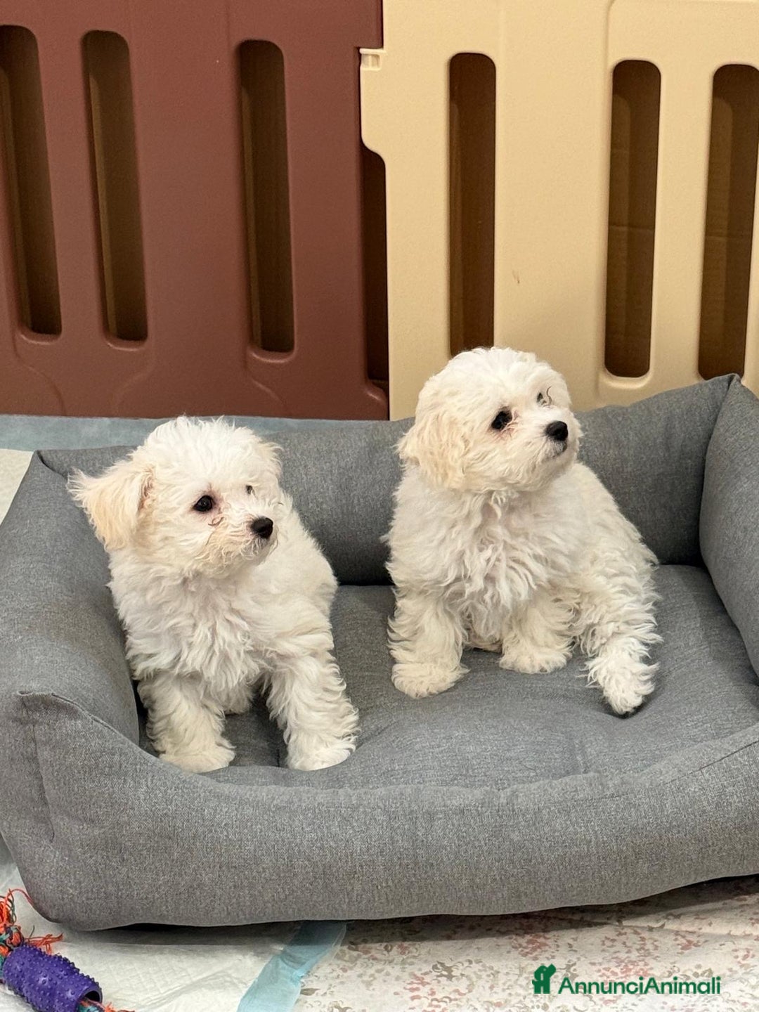 Bolognese cani in vendita: Due cuccioli di razza bolognese cercano casa - Annuncio 6