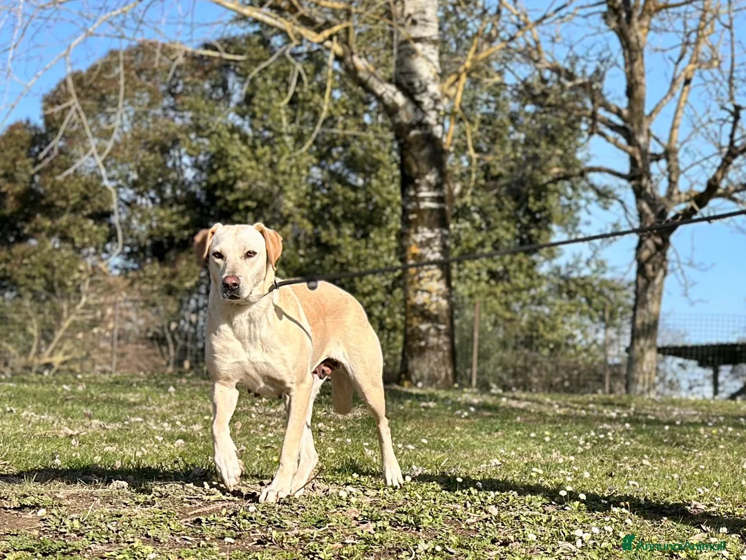 Meticcio cani in regalo: BERTA UNA MAMMA SPECIALE, IN ADOZIONE - Annuncio 4