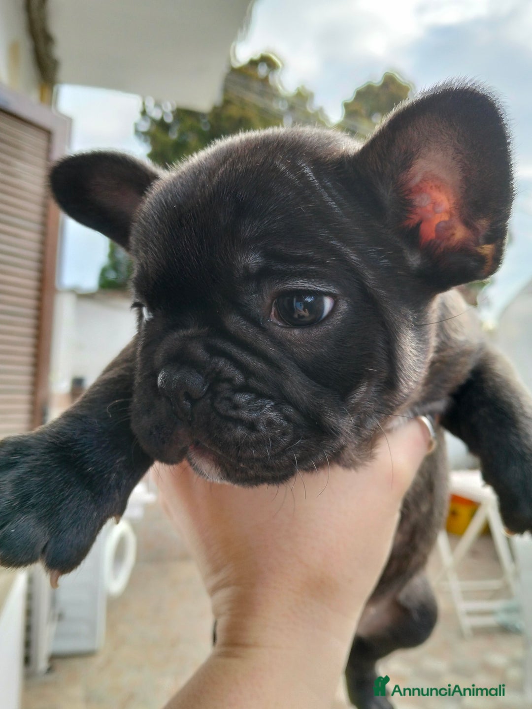 Bulldog Francese cani in vendita: BULLDOG FRANCESE  - Annuncio 8