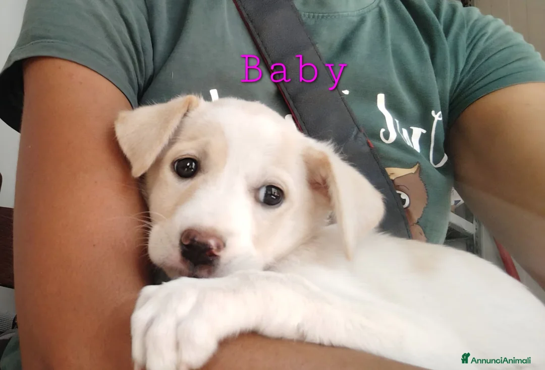 Meticcio cani in regalo: Baby dolcissima cucciola in adozione  - Annuncio 2
