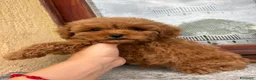 Barboncino Toy cani in vendita: Barboncino Toy con pedegree Enci  - Annuncio 5