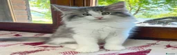 Norvegese gatti in vendita: Gattino Norvegese delle foreste blue a Provincia di Parma - Annuncio 4