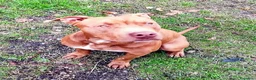 Pitbull cani in regalo: RED MERAVIGLIOSO PITT  a Provincia di Varese - Annuncio 1