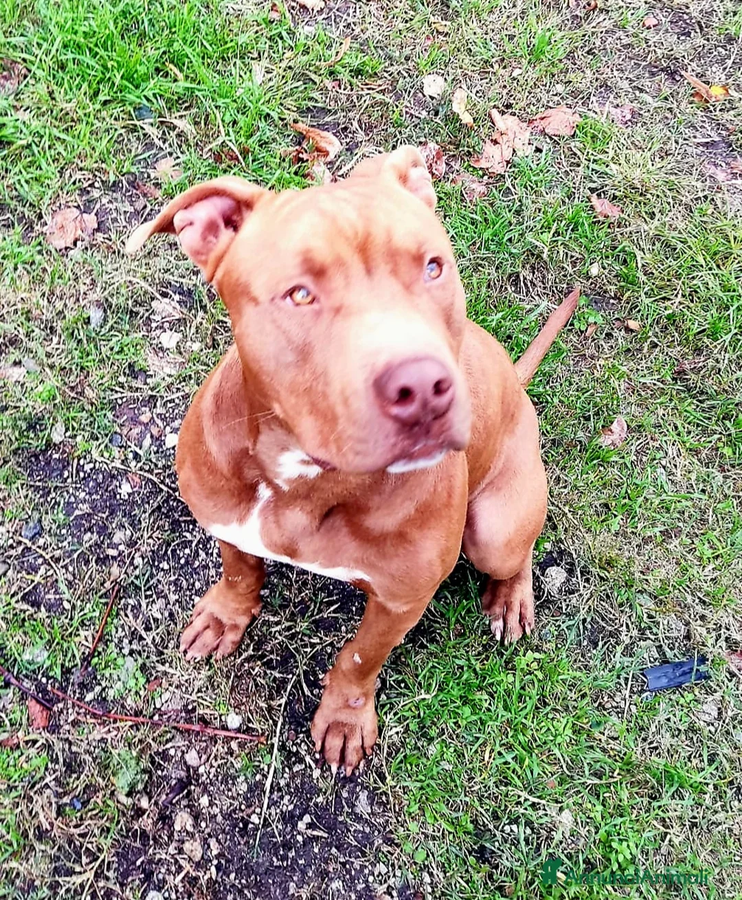 Pitbull cani in regalo: RED MERAVIGLIOSO PITT  a Provincia di Varese - Annuncio 1