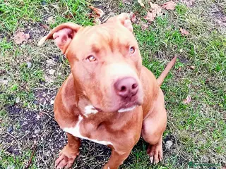 Pitbull cani RED MERAVIGLIOSO PITT - Annuncio 2