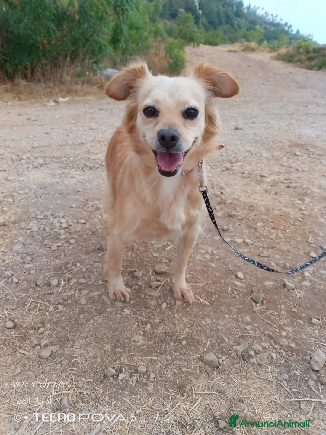 Meticcio cani in regalo: Najma, una dolce e tenera meticcia - Annuncio 9