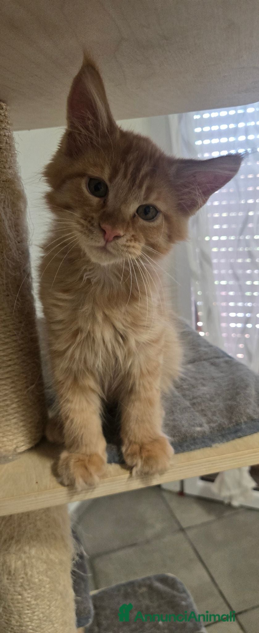 Maine Coon gatti Maine coon red 3 mesi - Annuncio 11