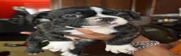 Bulldog Francese cani in vendita: Cuccioli di bulldog Francesce  a Provincia di Campobasso - Annuncio 3