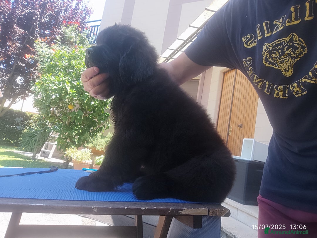 Immagine della galleria {{count}}