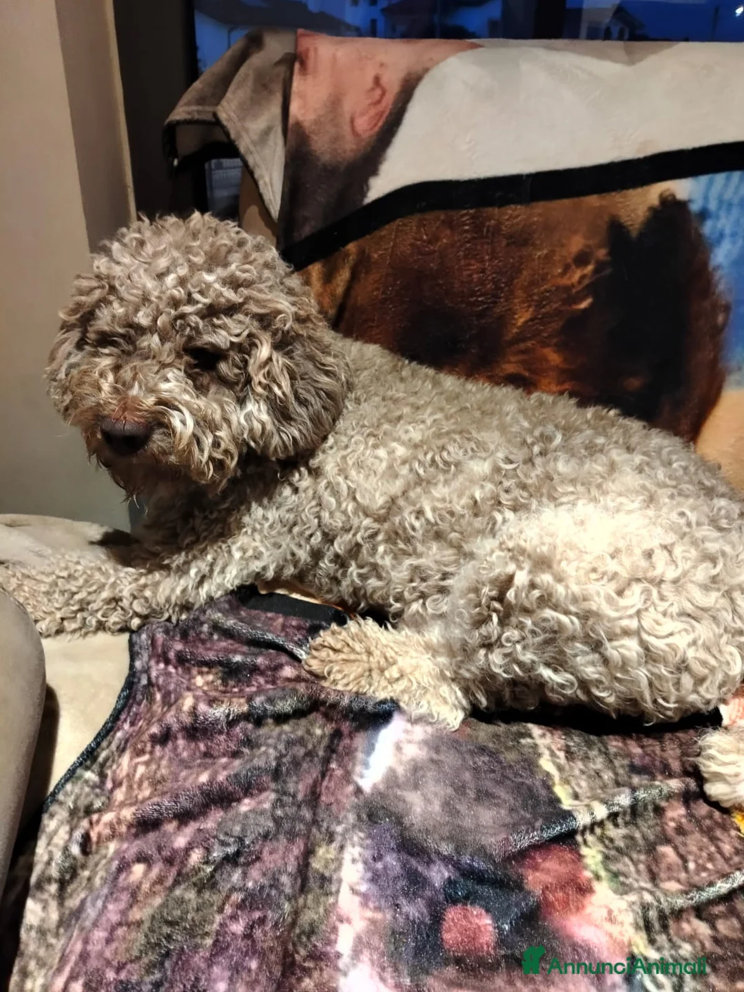 Lagotto cani in vendita: Cuccioli di Lagotto in provincia di Gorizia  a Provincia di Gorizia - Annuncio 8