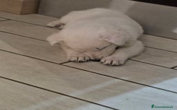 Pastore Svizzero cani in vendita: Cuccioli pastore svizzero bianco  a Province of Brescia - Immagine 12