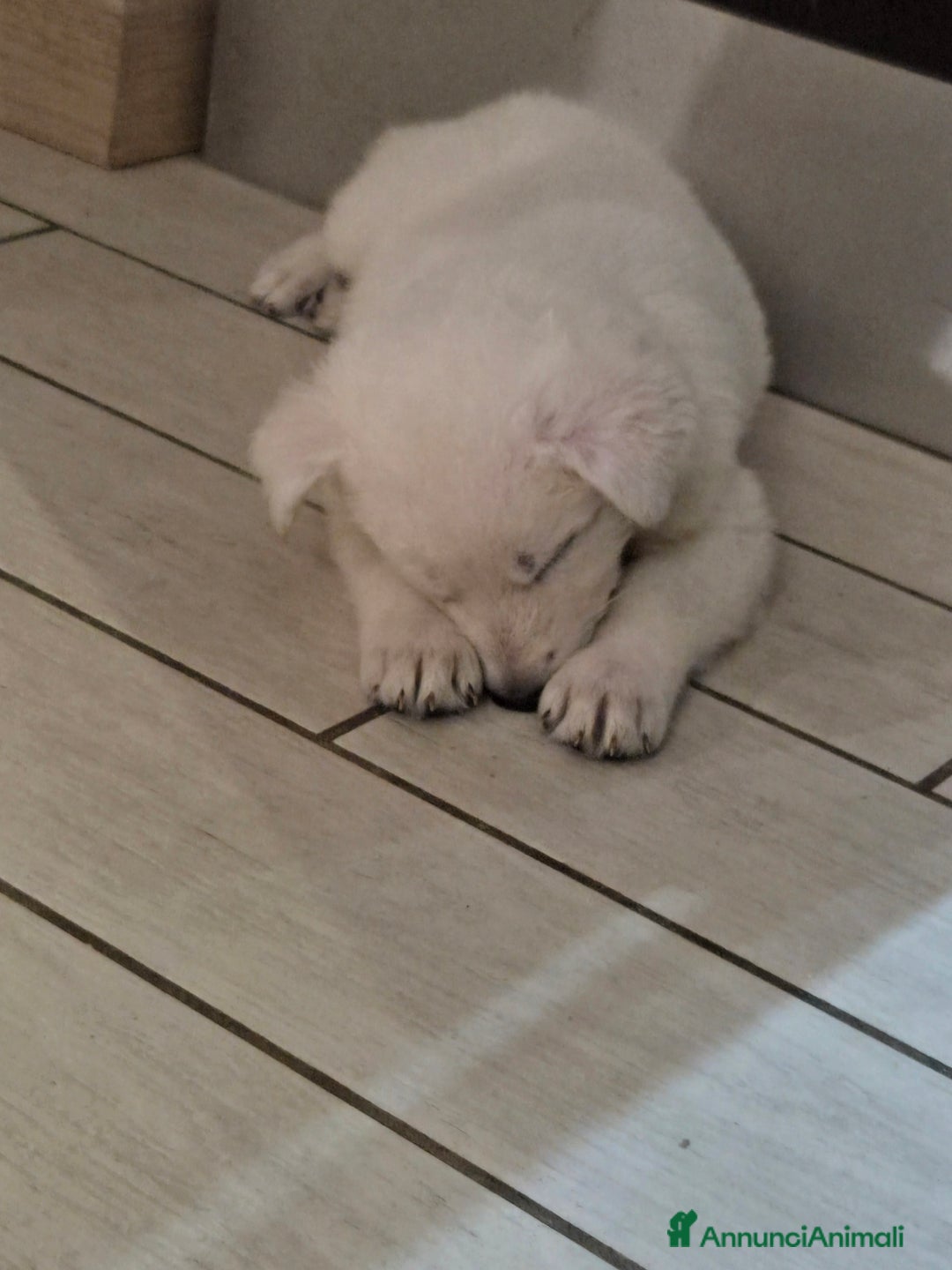 Pastore Svizzero cani in vendita: Cuccioli pastore svizzero bianco  a Province of Brescia - Immagine 12