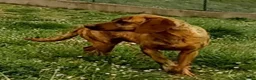 Segugio Maremmano cani in regalo: YUK bravo con tutti! - Annuncio 7