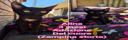 Europeo gatti in regalo: MICINI, URGENTE: TEMPO SCADUTO  a Provincia di Arezzo - Annuncio 7