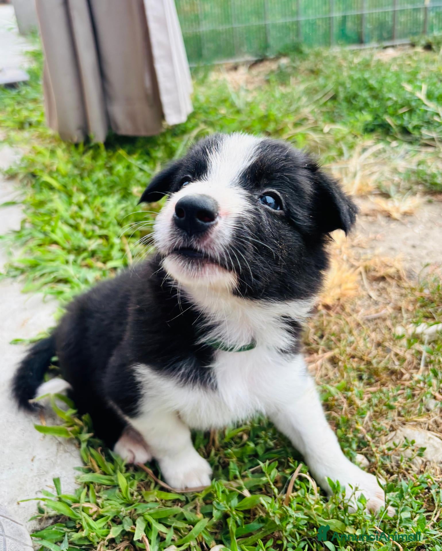 Border Collie cani Cuccioli di Border Collie - Annuncio 1