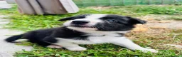 Border Collie cani in vendita: Cuccioli di Border Collie - Annuncio 1