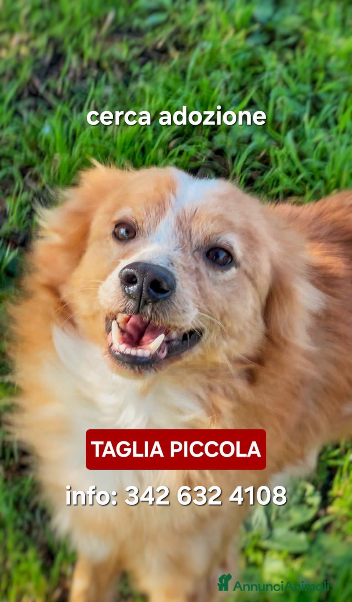 Meticcio cani RICKY 💙 - simil volpino, cerca casa 😢. Chiama! - Annuncio 2