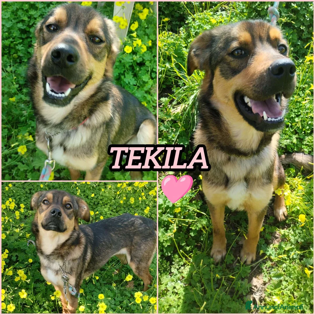 Meticcio cani in regalo: TEKILA ASPETTA UNA MAMMA a Provincia di Varese - Annuncio 6
