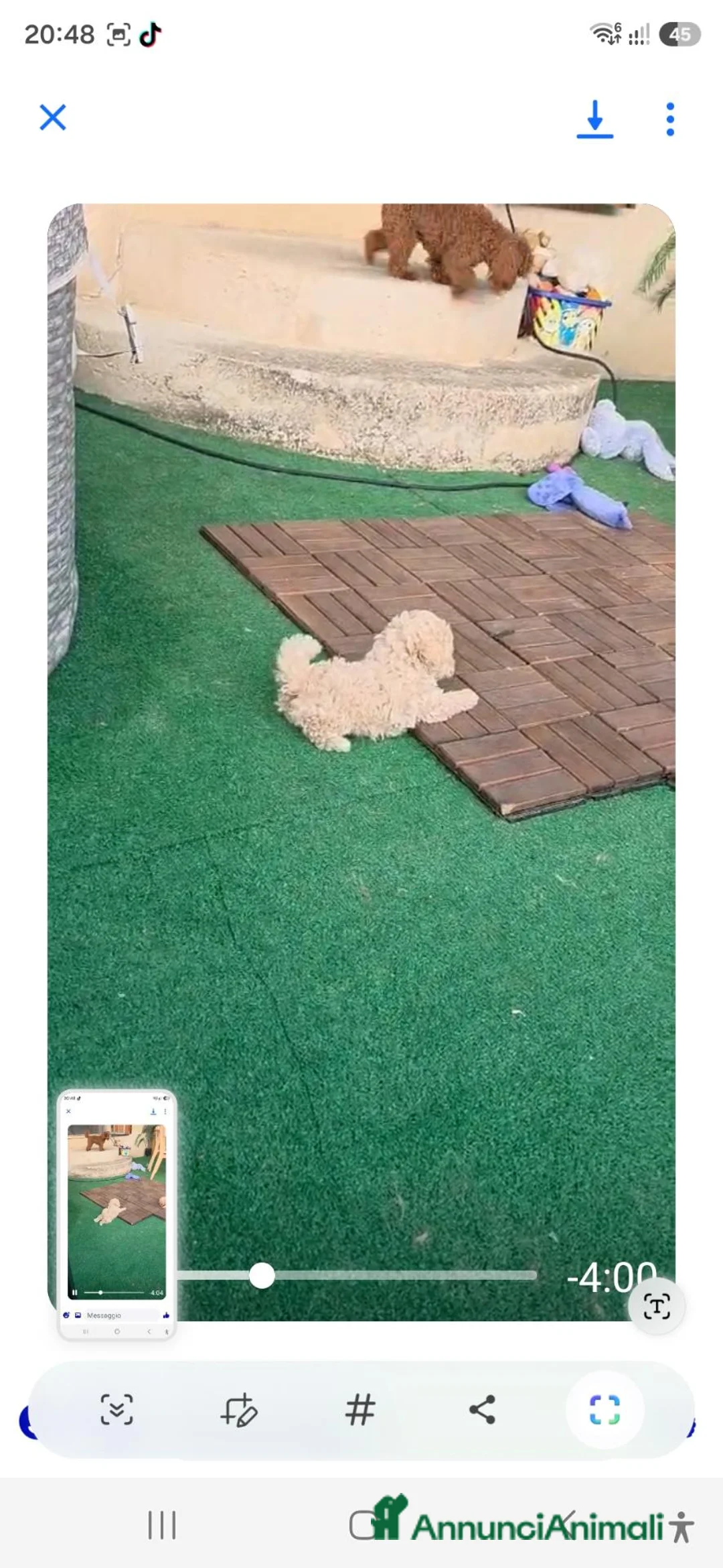 Volpino Pomerania cani in vendita: Spitz pomerania  - Annuncio 2