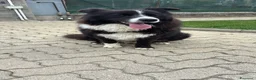 Border Collie cani per accoppiamento: Border collie maschio per accoppiamento  - Annuncio 1