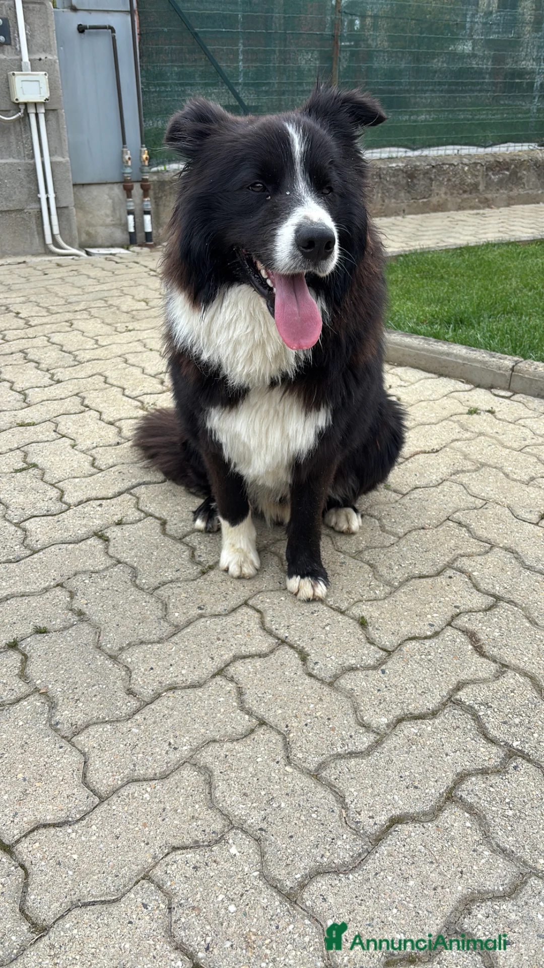 Border Collie cani per accoppiamento: Border collie maschio per accoppiamento  - Annuncio 1