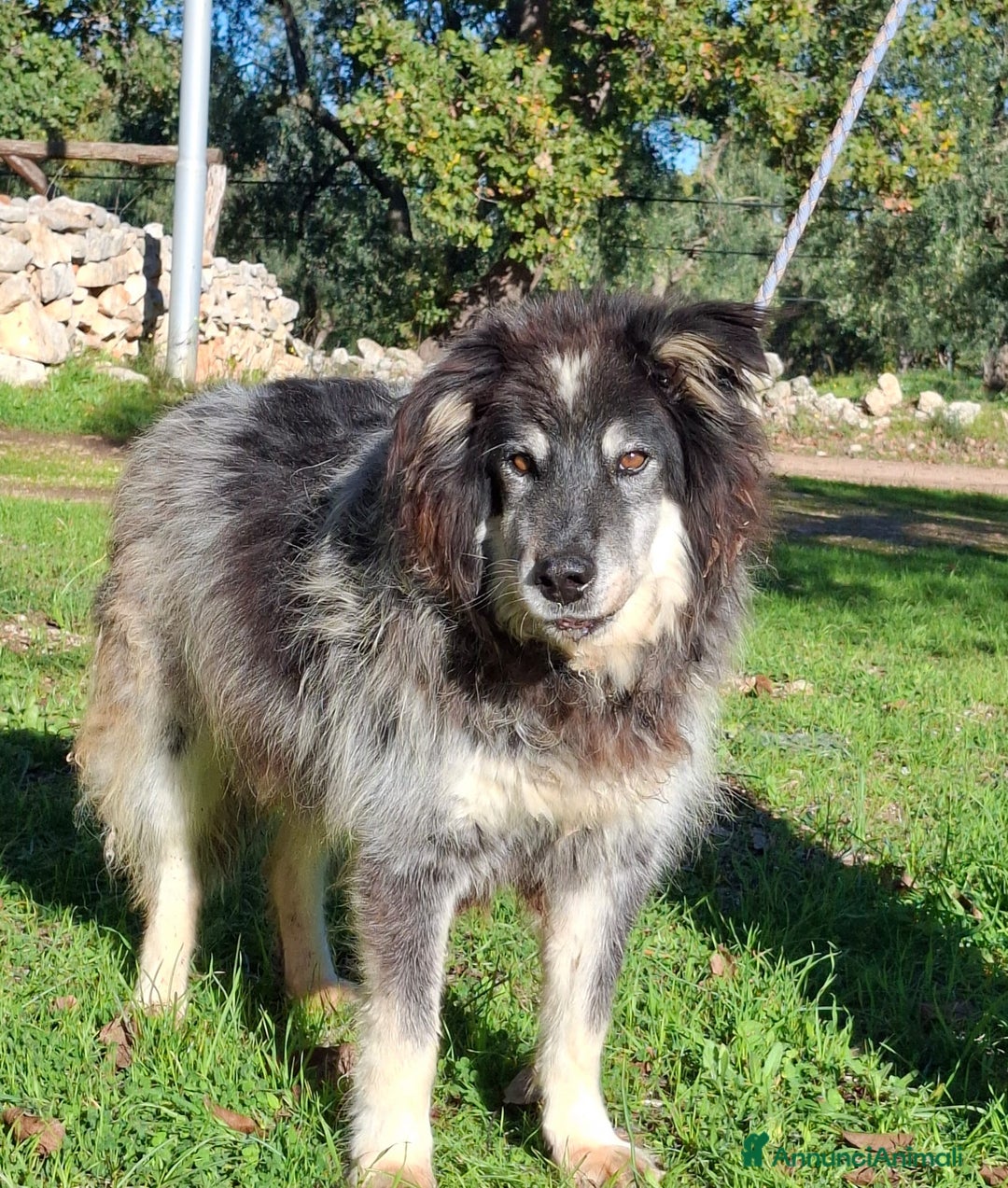 Meticcio cani in regalo: Nonno Nando Cerca Famiglia. Info Monica 3890238584 - Annuncio 3