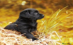 Labrador cani in vendita: Cuccioli Labrador disponibili a Modena | Cucciolo - Immagine 16