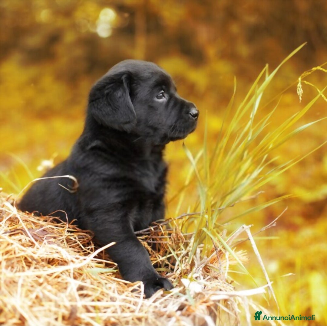 Labrador cani in vendita: Cuccioli Labrador disponibili a Modena | Cucciolo - Immagine 16