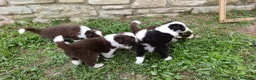 Border Collie cani in vendita: Cuccioli di Border Collie - Annuncio 16
