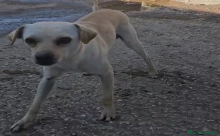 Meticcio cani - Annuncio 4