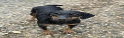 Jagdterrier cani in regalo: TAIRA, dolcissima JAGD TERRIER! - Annuncio 1