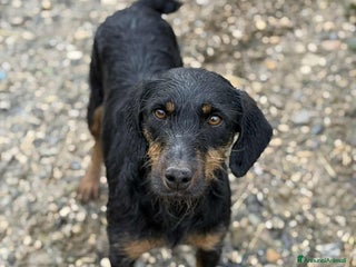 Jagdterrier cani TAIRA, dolcissima JAGD TERRIER! - Annuncio 27