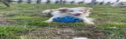 Border Collie cani per accoppiamento: Border Collie, disponibile per accoppiamenti. a Città Metropolitana di Venezia - Annuncio 10