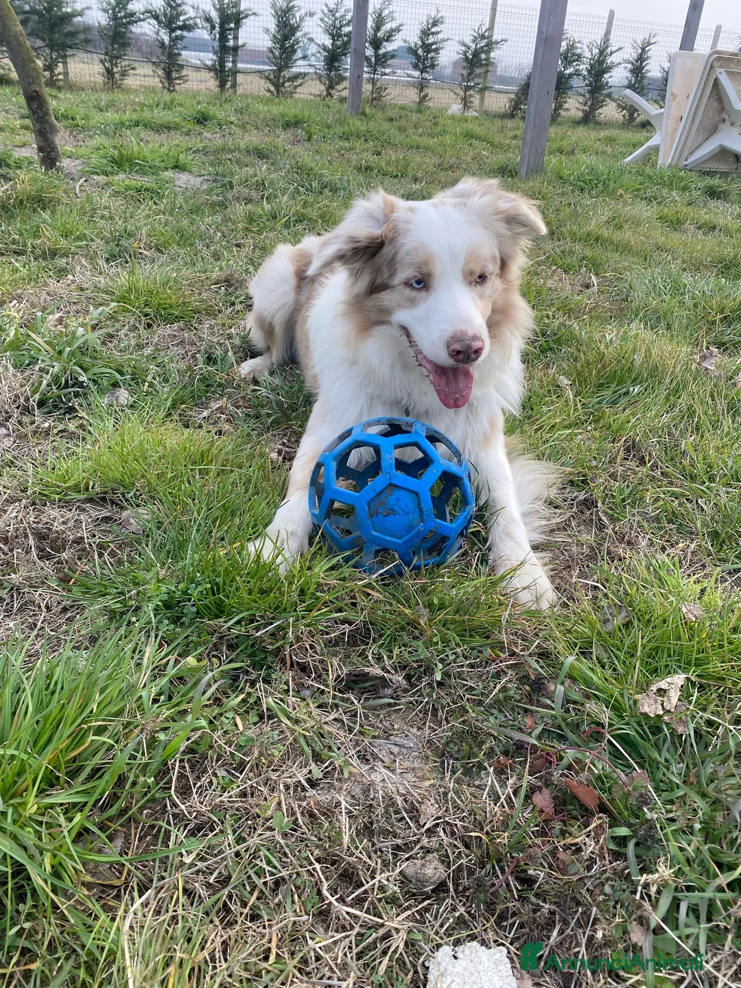 Border Collie cani per accoppiamento: Border Collie, disponibile per accoppiamenti. a Città Metropolitana di Venezia - Annuncio 10
