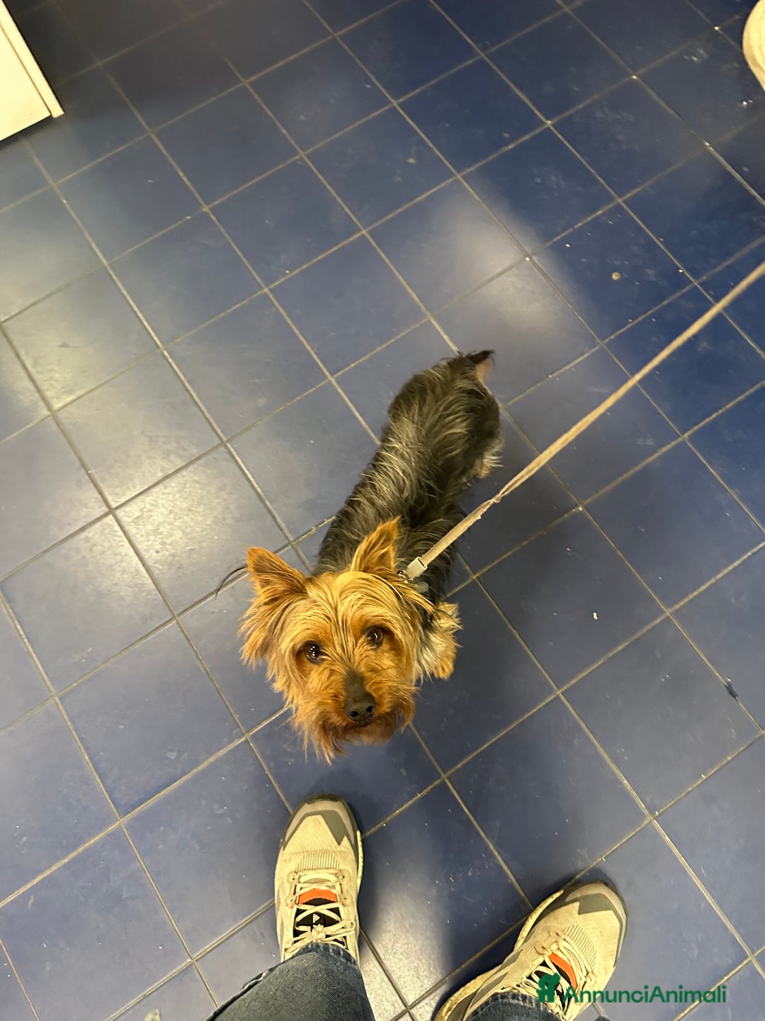 Yorkshire cani per accoppiamento: Yorkshire maschio per accoppiamento - Annuncio 5