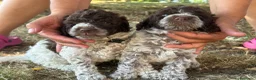 Lagotto cani in vendita: Lagotto Romagnolo - Annuncio 2