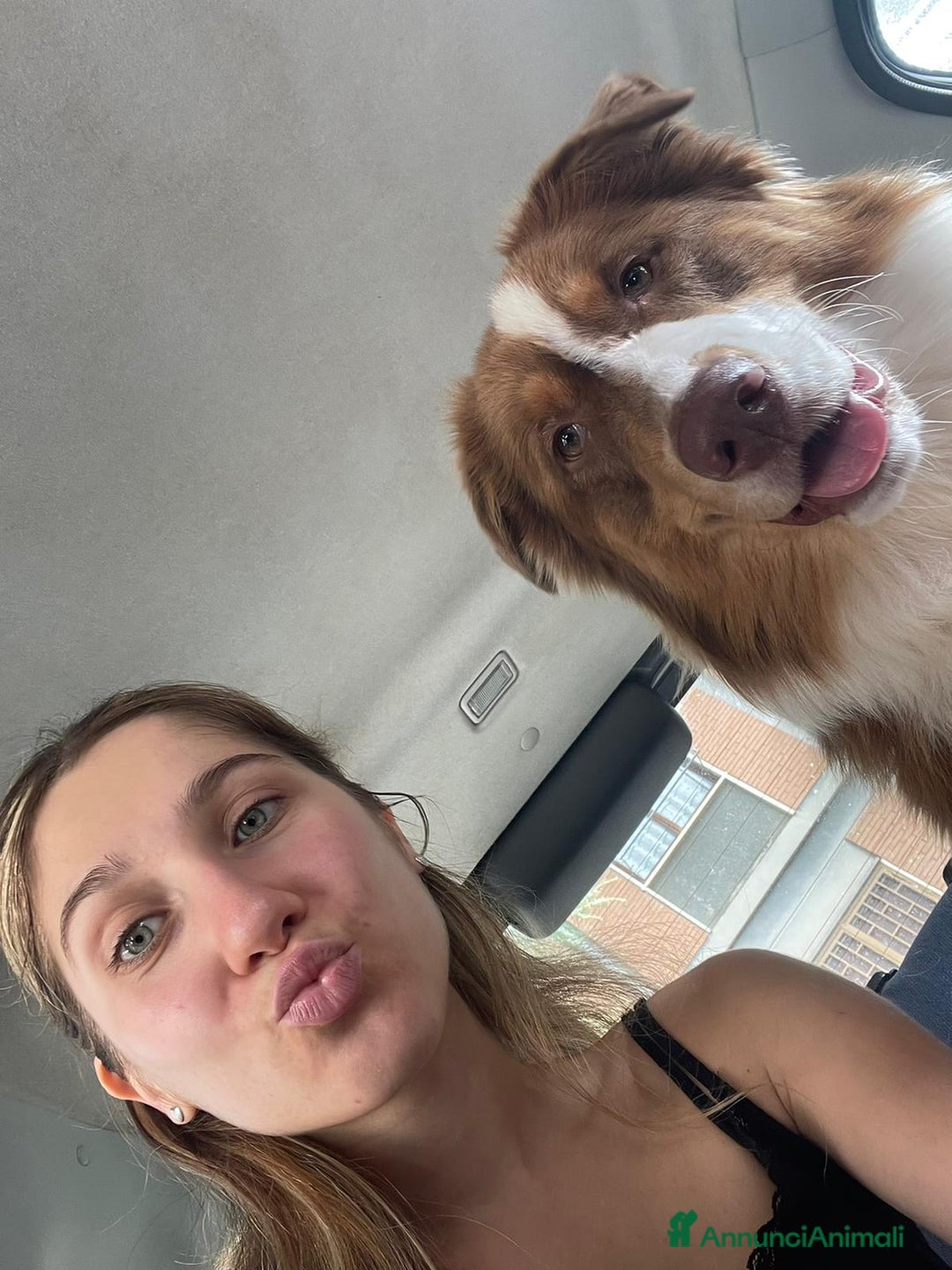 Australian Shepherd cani per accoppiamento: Pastore australiano  - Annuncio 7