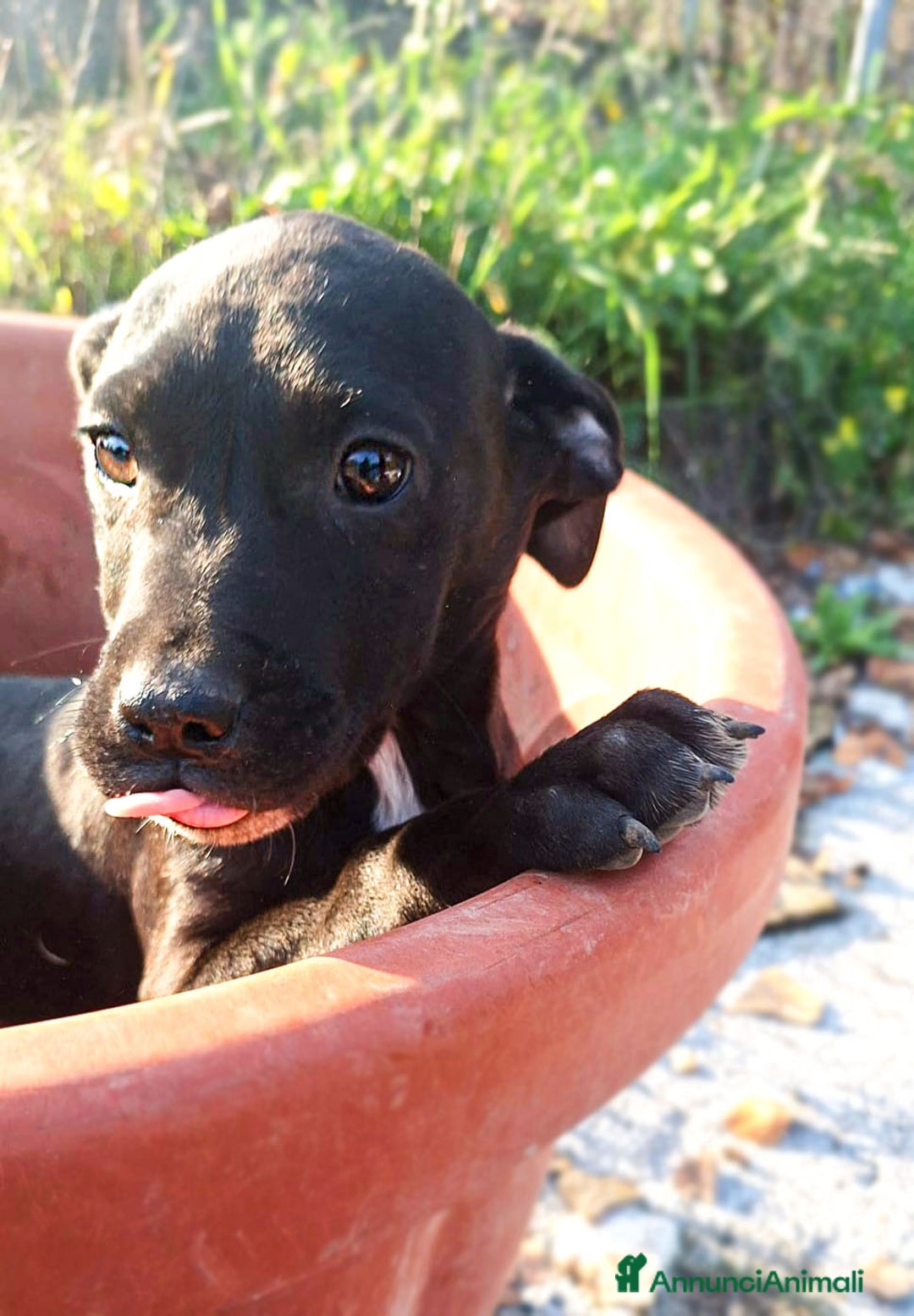 Pitbull cani in regalo: Micky cucciolo adorabile - Annuncio 4