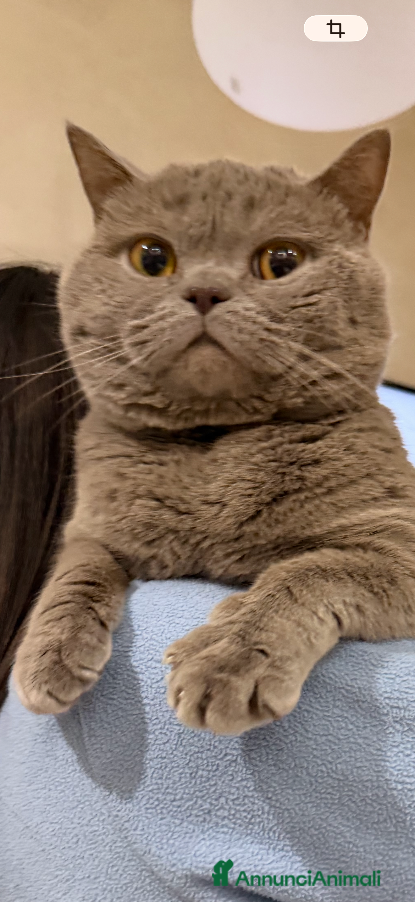 British gatti BRITISH PER ACCOPPIAMENTO  - Annuncio 1